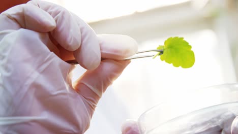 Female-scientist-researching-leaf