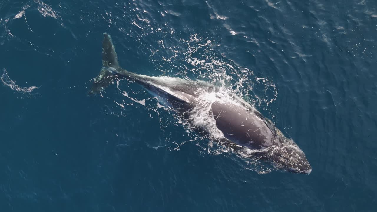 Aerial Top Down Whale Breathing and Sunbathing on Ocean Surface Sydney Coast Winter Migration Season Whale Watching Stock Video