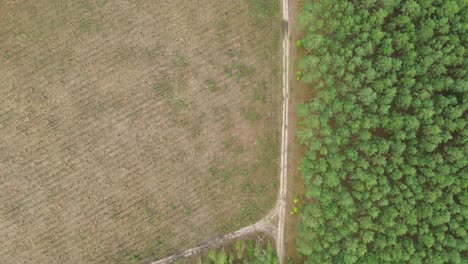 Feldweg-Im-Wald-Wiese-See-Lagune-Luftaufnahme-Hohen-Winkel-Von-Oben-Nach-Unten-Dolly