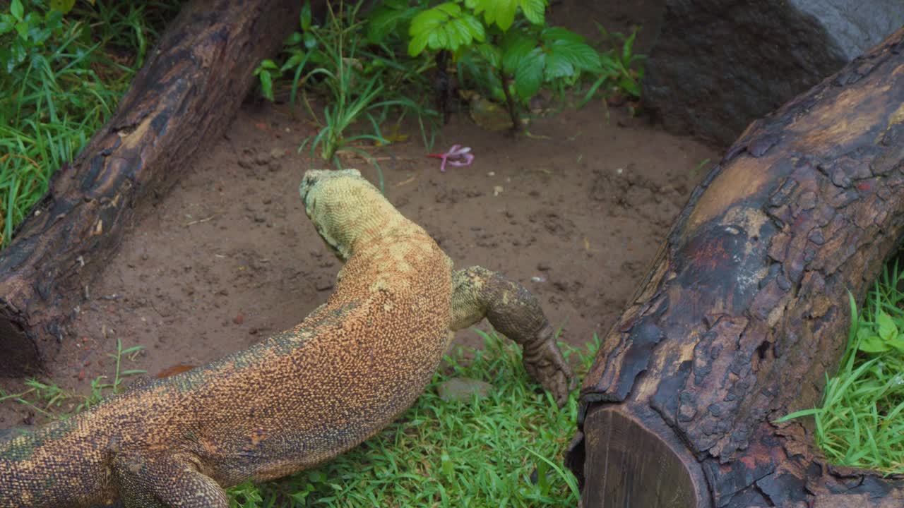 Komodowaran zwischen zwei Baumstämmen auf dem Boden liegend