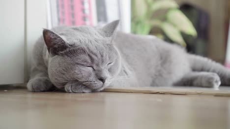 cute gray cat sleeping on floor at home in loopable element