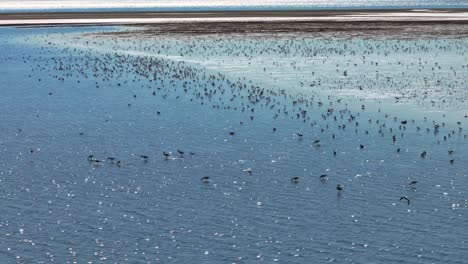 aerial view of aquatic wading birds in shallows of new tidal flats at oostvoorne