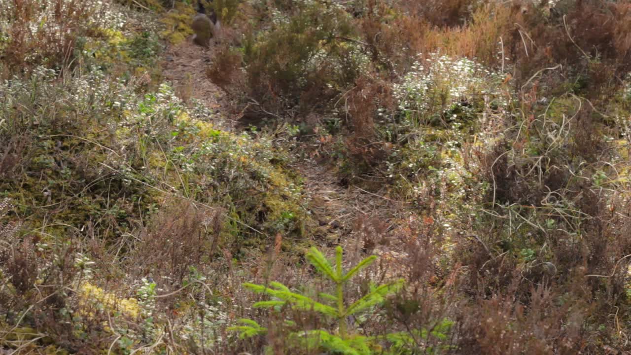 piernas de una persona corriendo por un camino forestal cubierto de hierba y musgo