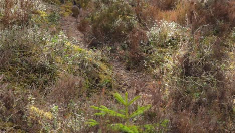 Legs-of-person-running-down-forest-pathway-overgrown-with-grass-and-moss