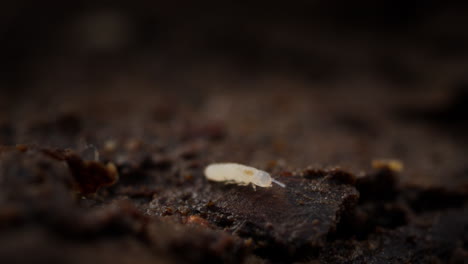 folsomia candida springtail move over fertile brown forest floor, shallow depth