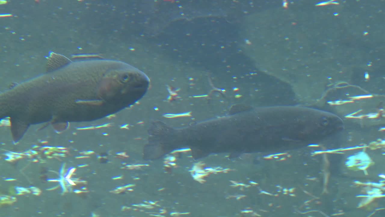 수중에서 수영하는 무지개 송어의 낮은 각도