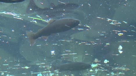 Bajo-El-ángulo-De-La-Trucha-Arco-Iris-Nadando-Bajo-El-Agua