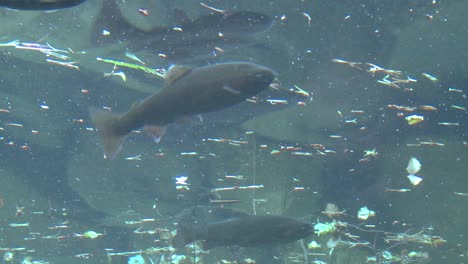 ángulo bajo de trucha arco iris nadando bajo el agua