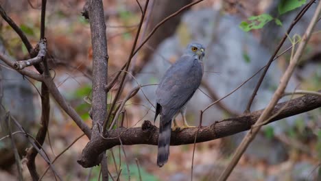 seen from its back facing to the right while the camera zooms in, crested goshawk accipiter trivirgatus, thailand