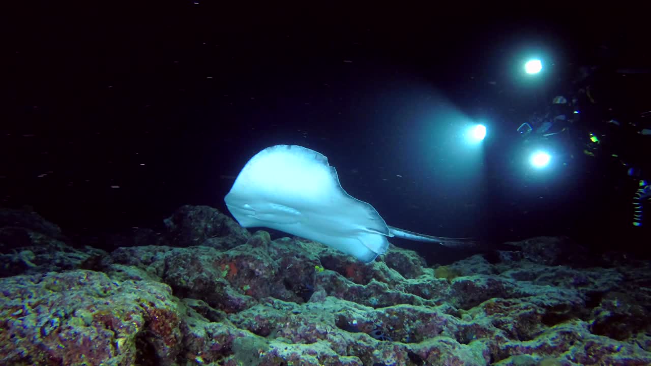 Scuba diver shooting Round ribbontail ray swim over coral reef in the night