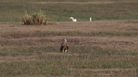 seen resting on grass as others fly around while two egrets are seen at the background, black-eared kite milvus lineatus pak pli, nakhon nayok, thailand