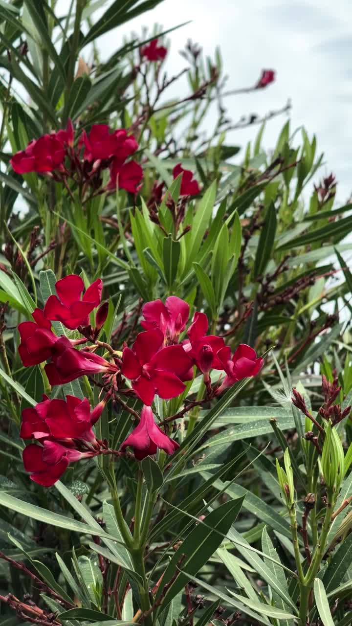 Fiori di oleandro rosso vibrante che ondeggiano delicatamente in un giardino