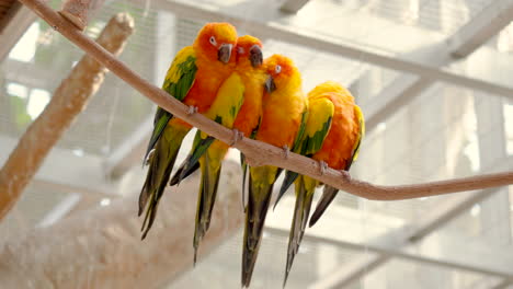 flock of sleepy sun parakeets stick together in embrace swinging on branch in osan bird park in south korea