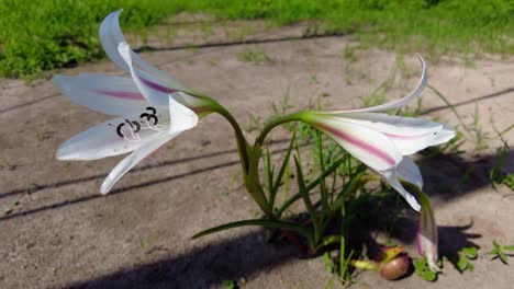 Beautiful-wild-Pink-Striped-Trumpet-Lily-Crinum-Latifolium-Flowers-Blooming-with-developing-fruit-in-The-Gambia,-West-Africa-pull-back-shot