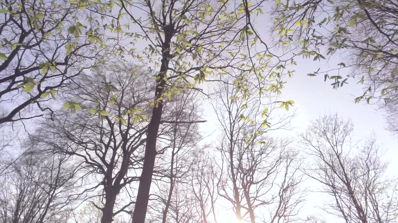 빽빽한 가지를 통한 느린 공중 나선형 안개 가려진 숲 낮은 태양 렌즈 플레어