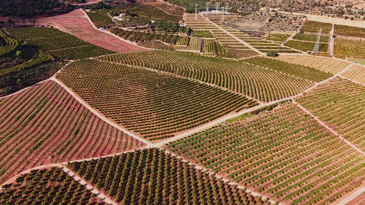 Paesaggio di un vigneto in Spagna durante una giornata di sole con cielo sereno