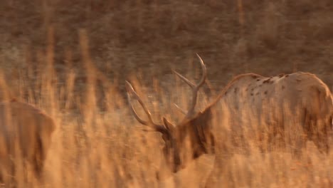 alces pastando al atardecer y recortados en una ladera