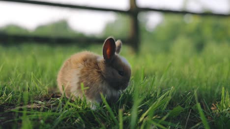 Pequeño-Y-Lindo-Conejo-Bebé-Esponjoso-Sobre-Hierba-Verde-En-Video-4k