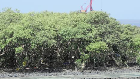 Árboles-De-Mangle-En-La-Playa-De-Carter-Road-En-Mumbai,-India