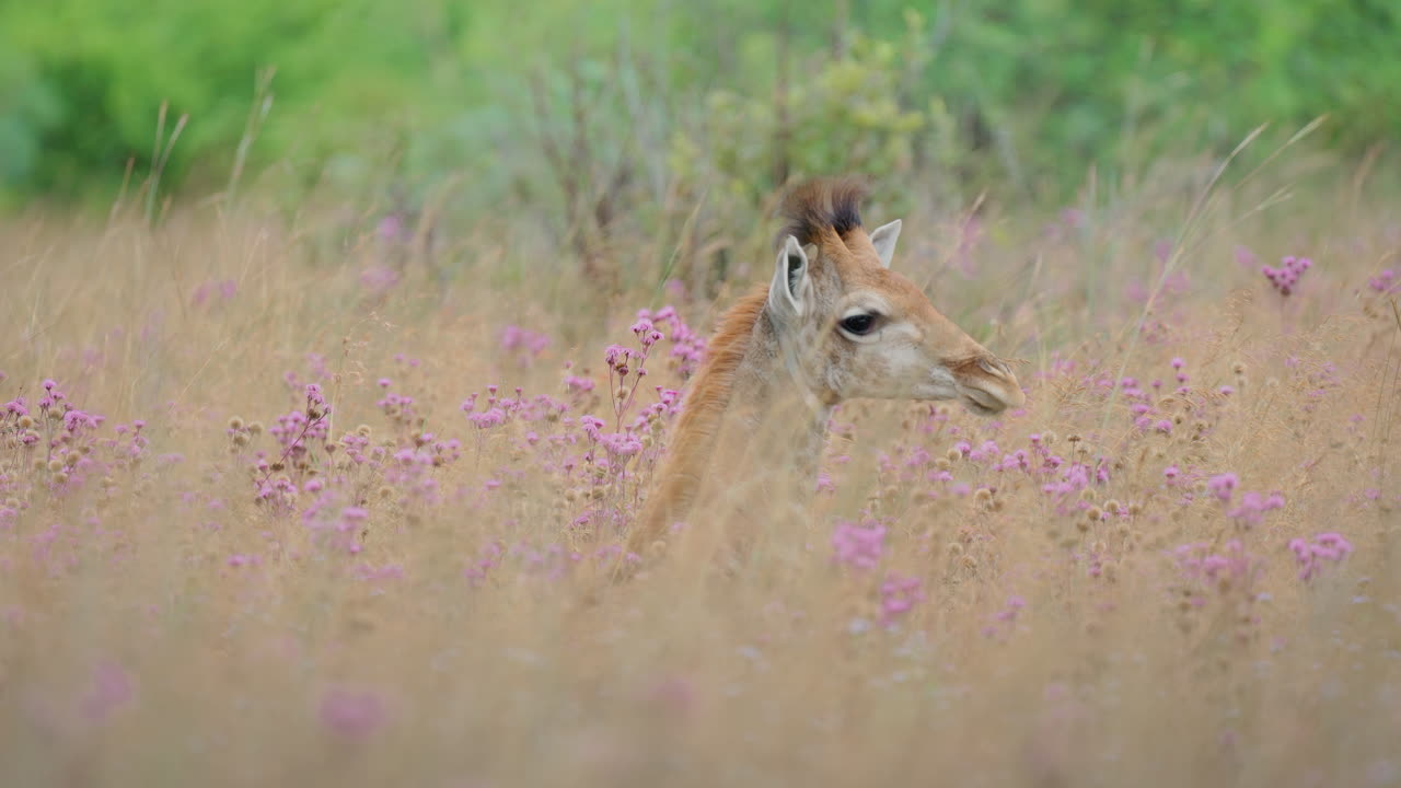 Baby Giraffe in a Field of Flowers