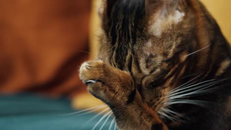 bengal cat licking paw, sitting on sofa in living room. domestic animal at home. leopard colored kitten with big green eyes close-up. furry pedigreed pet relaxing. little best friends