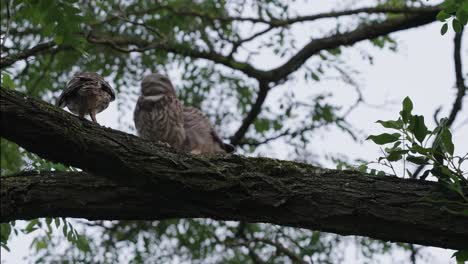 Tres-Pequeños-Búhos-Bebés-Jugando-En-La-Rama-Del-árbol-De-Acacia