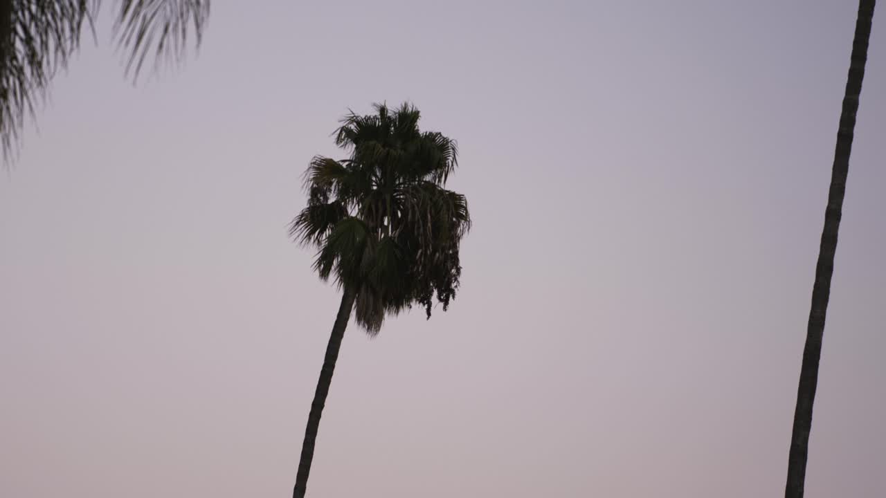 Palm tree blowing with pink sunset behind
