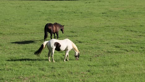 three horses in a field, grazing and socializing.