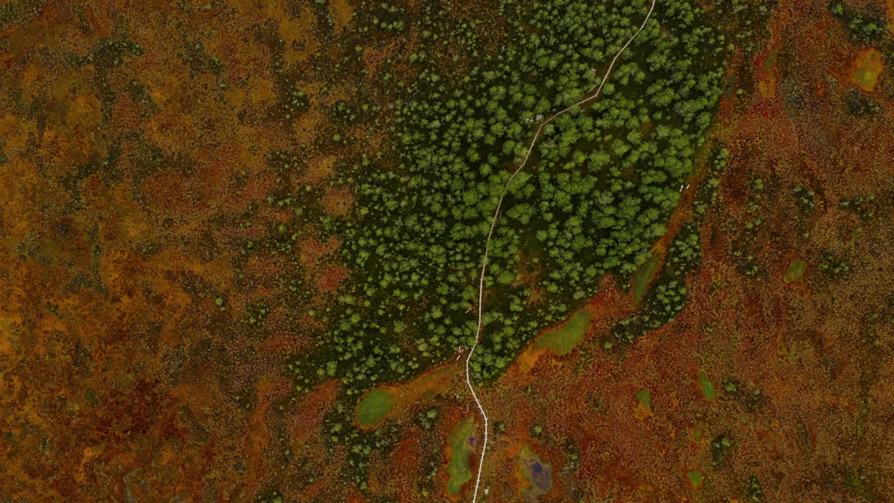 Birdseye drone shot above bog boards in Torronsuo national park, fall in Finland