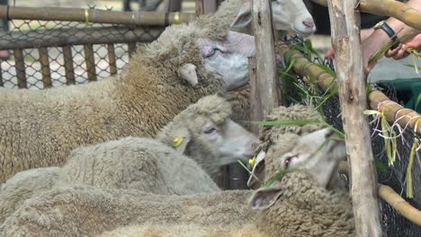 Menschen,-Die-Schafe-Hinter-Der-Koppel-In-Einem-Ländlichen-Dorf-In-Thailand-Füttern,-Nahaufnahme