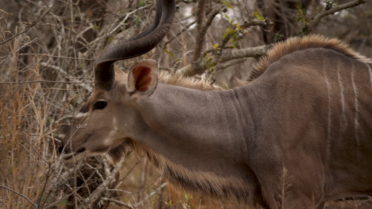 Kudu bull walks between dry bushes in Africa