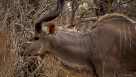 Kudu-bull-walks-between-dry-bushes-in-Africa