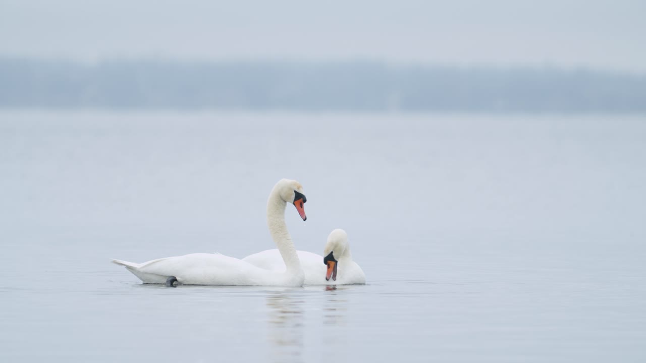 cisne mudo salvaje comiendo hierba primer plano submarino en día nublado