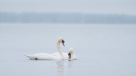 wild mute swan eating grass underwater closeup in overcast day