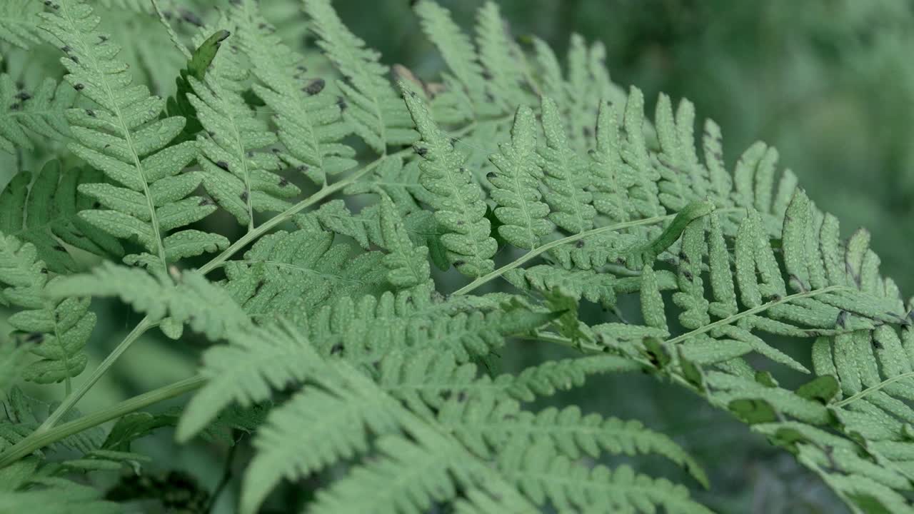 las hojas de helecho verde se balancean ligeramente en el viento. primer plano de una planta tropical como fondo. las gotas de rocío en los tallos. la condensación permaneció en el helecho después de la lluvia.