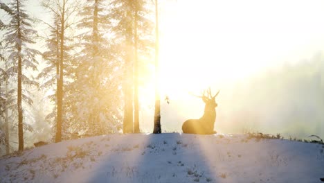 Orgulloso-Macho-De-Ciervo-Noble-En-El-Bosque-De-Nieve-De-Invierno