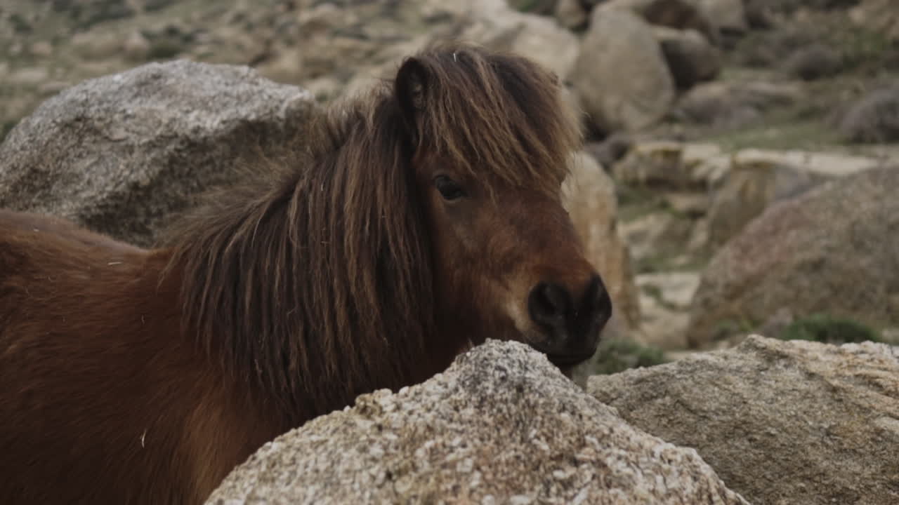 pony marrón de pie en las rocas en la ladera de la isla griega de mykonos