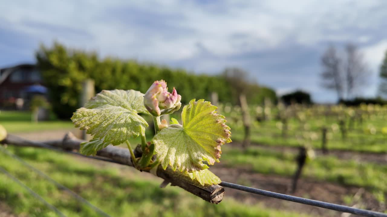 fotografía en cámara lenta de una hoja de uva iluminada por el sol con un brote de primavera
