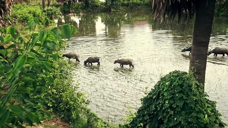 High-angle-view-of-a-herd-of-domesticated-water-buffaloes-crossing-a-pond-showing-the-authentic-candid-and-simple-life-in-the-rural-countryside-in-Kampot-Cambodia