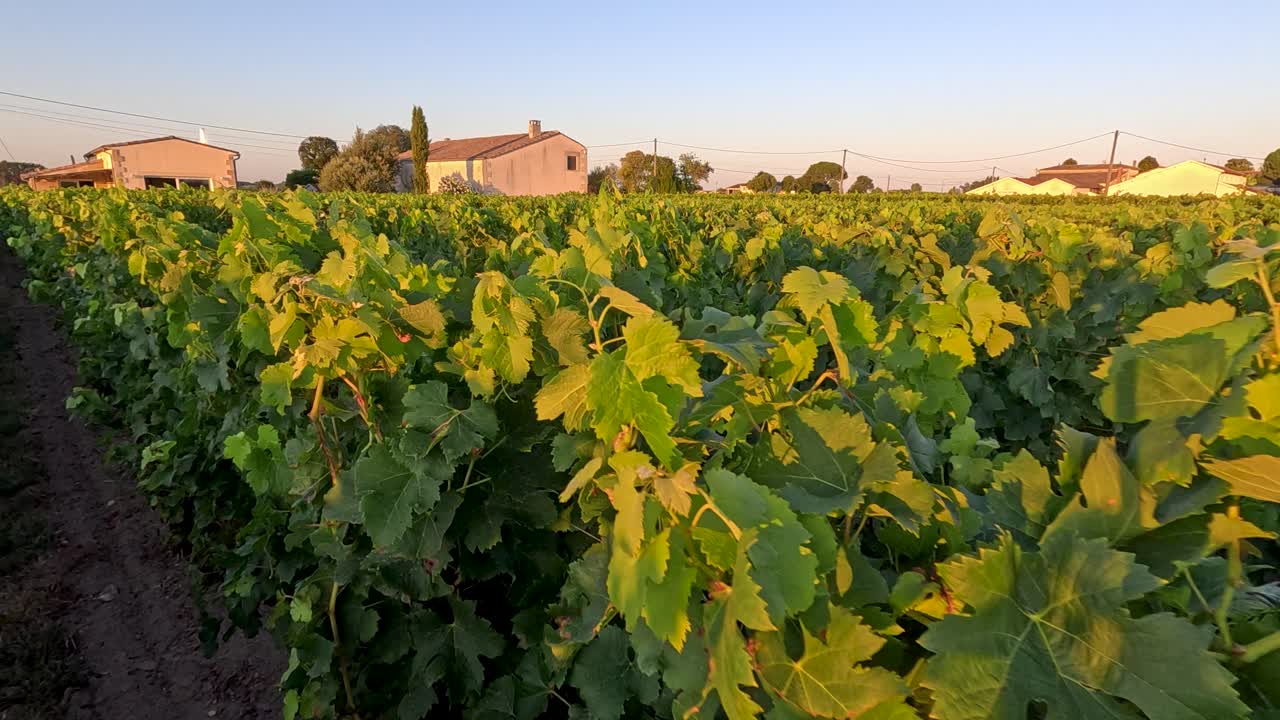 Vineyards basking in the warm sunset glow
