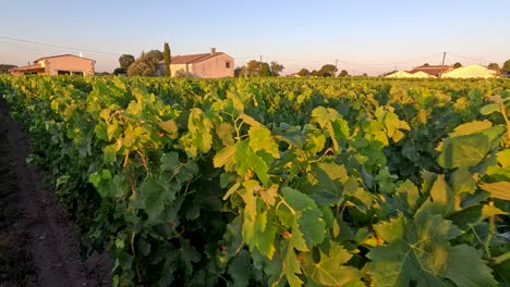 viñedos tomando el sol en el cálido resplandor del atardecer