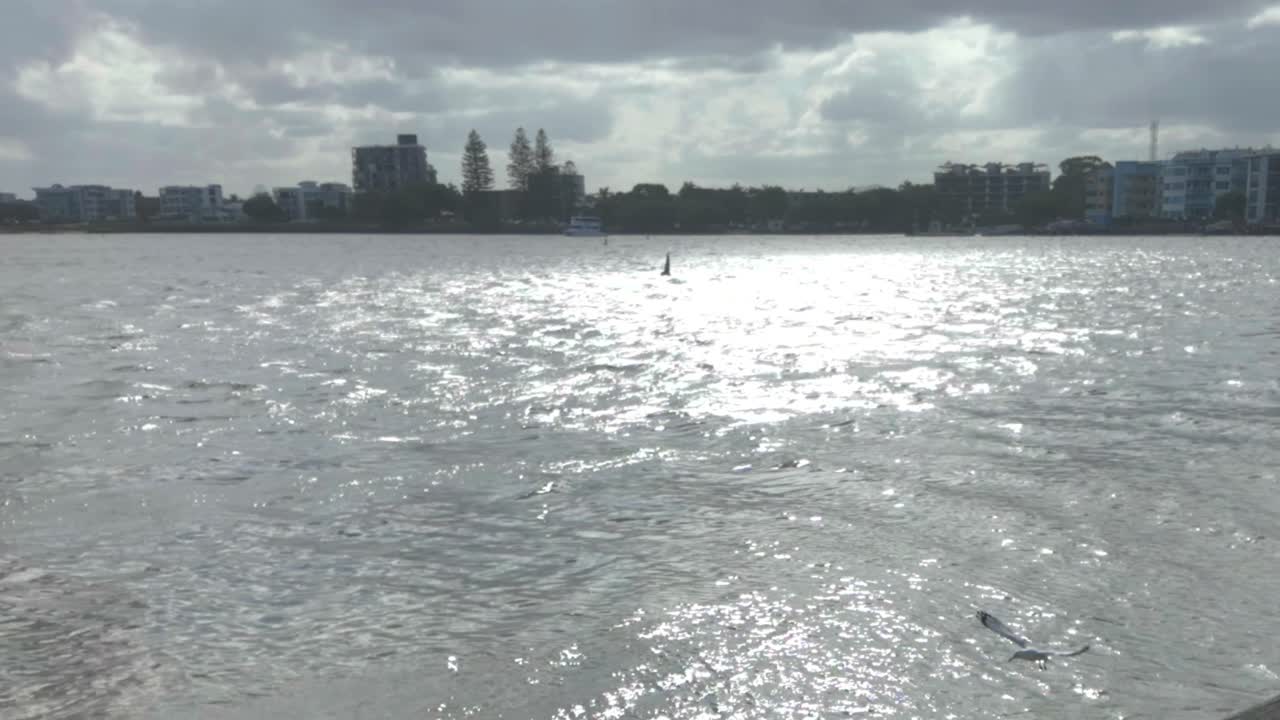 Seagulls playing in the wind near a river in Australia's Sunshine Coast