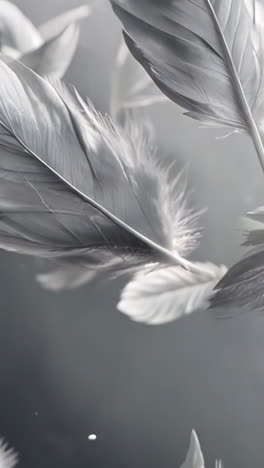 a large number of white feathers scattered throughout the frame. the feathers appear to be in various stages of falling, creating a sense of movement and fluidity