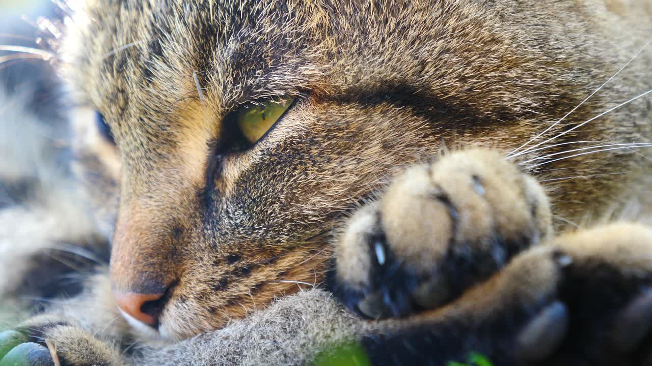 muy bonito primer plano de un gato marrón con hermoso pelaje que duerme y luego abre sus ojos verdes. también se pueden ver sus patas y garras. grabación de video con profundidad de campo.