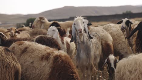 Gleichnis-Von-Schafen-Und-Ziegen-In-Israel