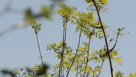 pequeño pájaro paseriforme salta y vuela lejos de la ramita del árbol contra el cielo claro