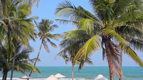 Multiple-palm-trees-tower-over-the-sun-umbrella-and-waves-along-the-sandy-coast