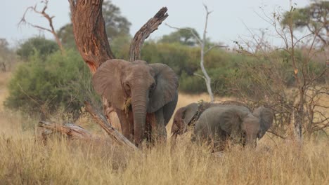 elephant cow and young eating yellow grass, flapping ears to stay cool, khwai botswana