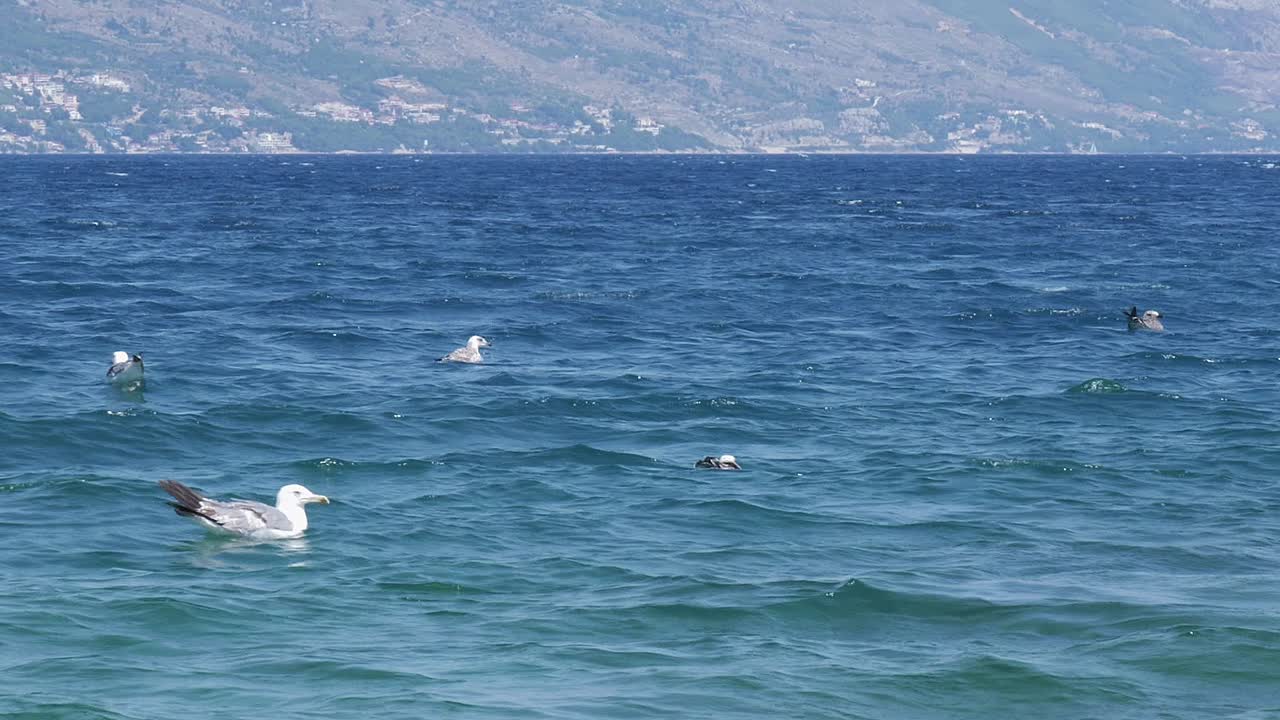 Sea birds swimming in the sea. Seagulls calmly floating on the waves of the blue ocean on a hot summer day.