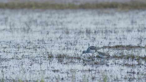 Common-greenshank-feeding-in-wetlands-flooded-meadow-during-spring-migration